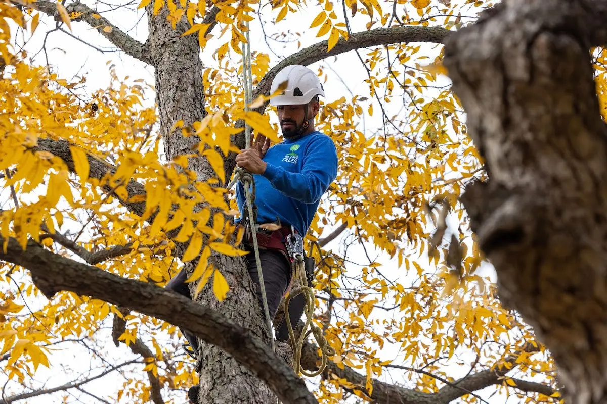 Skilled Tree Transplanting crew working in Castanea