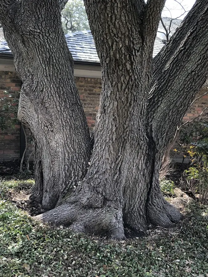 Mature heritage tree close to a Castanea property cared for by certified arborists